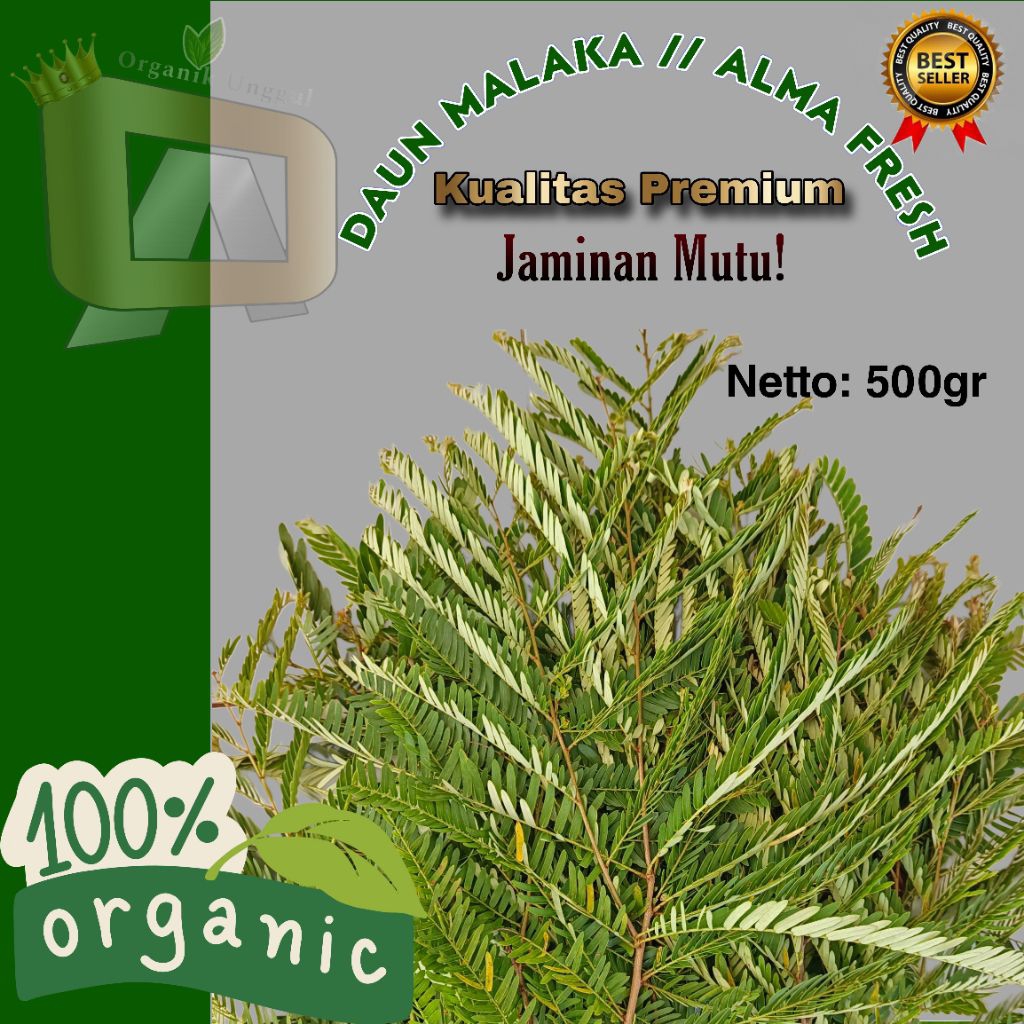 

Daun Malaka Fresh 1kg || Daun Alma Segar || Daun Herbal 100% Organik