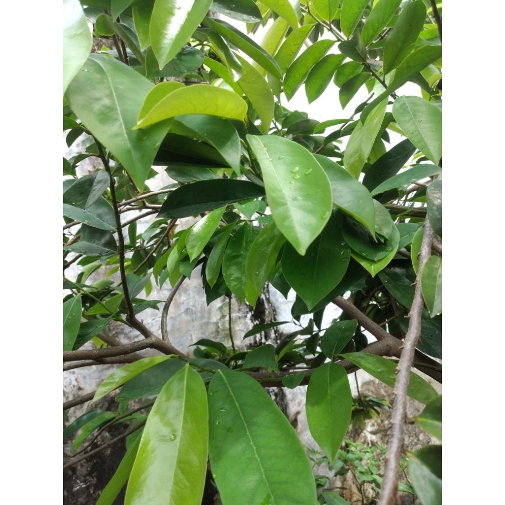 

Daun Sirsak Organik Segar (TIDAK PAKAI PESTISIDA)