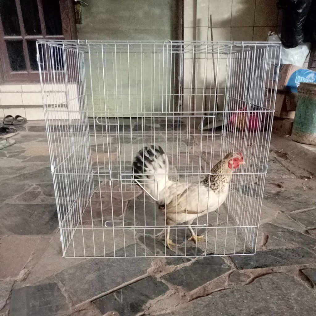 kurungan ayam,kandang ayam,jemuran ayam 60x60x60