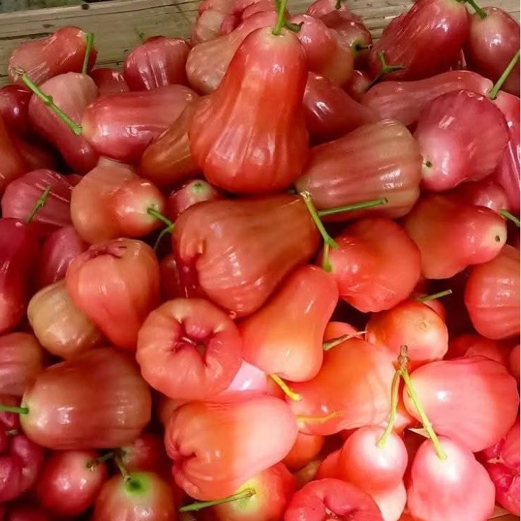 

Jambu air lokal merah manis segar 1kg