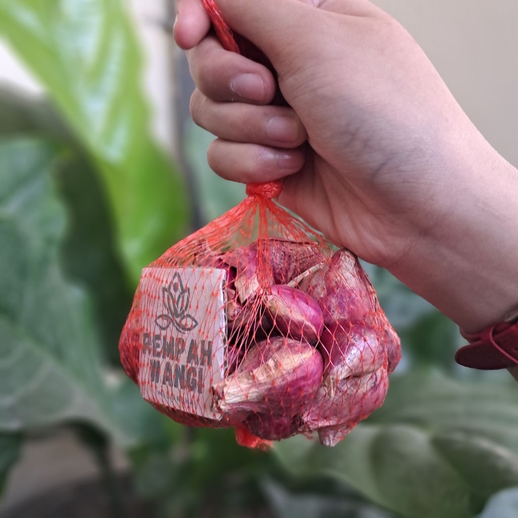 

Bawang Probolinggo Asli Ukuran Jumbo 1kg
