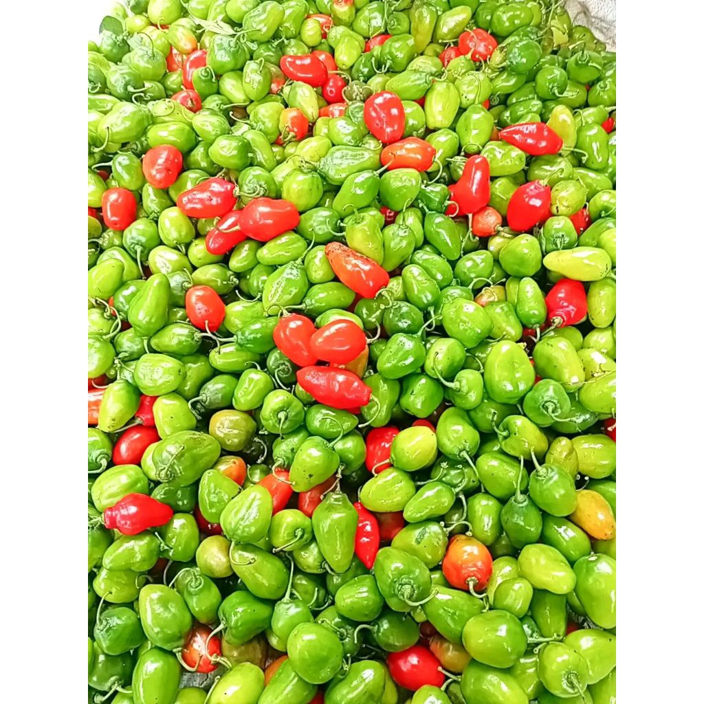 

cabe gendot segar ukuran kecil 500gram