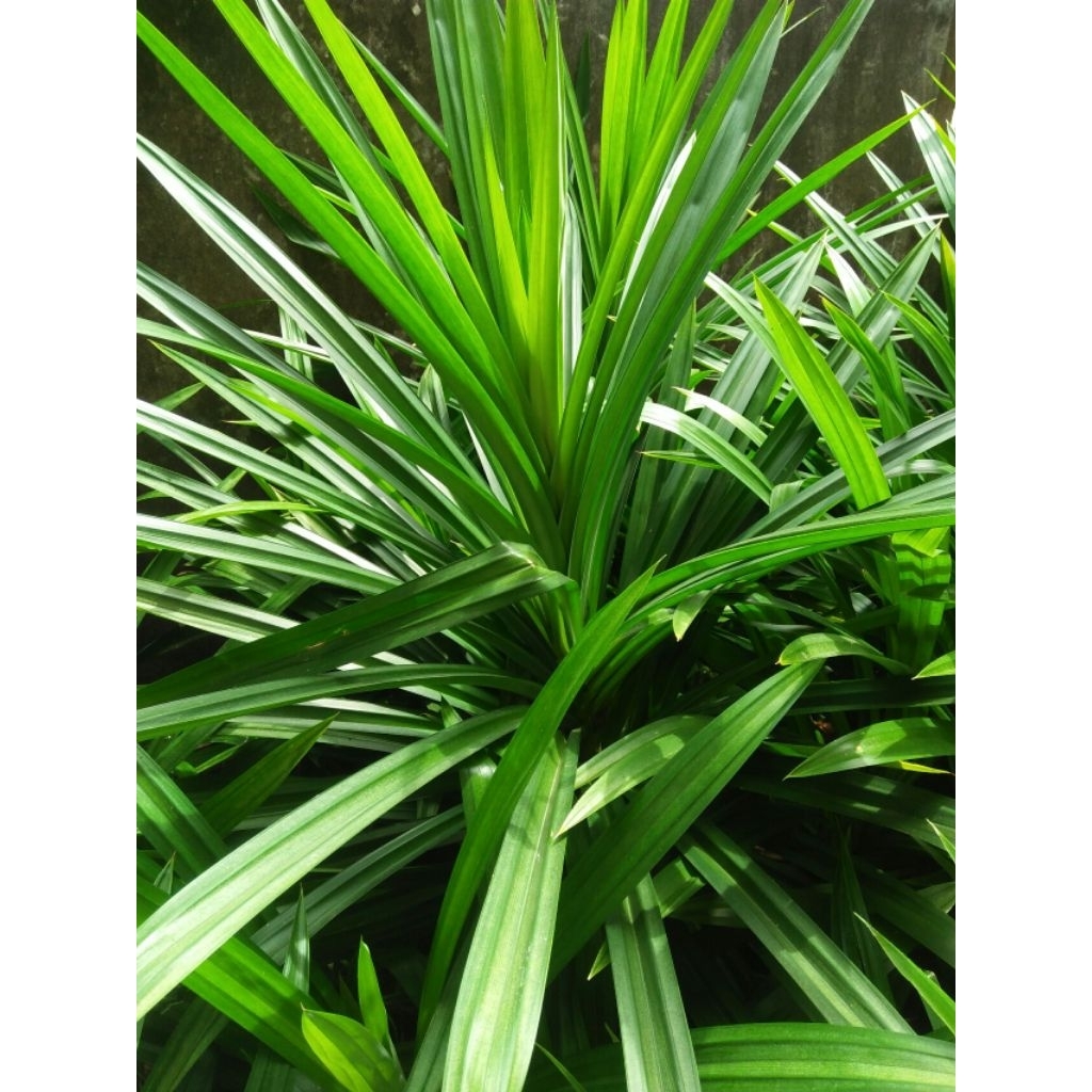

Daun Pandan Segar
