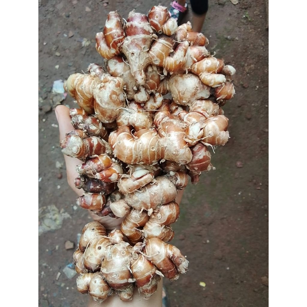 

1kg kencur banten kulon segar