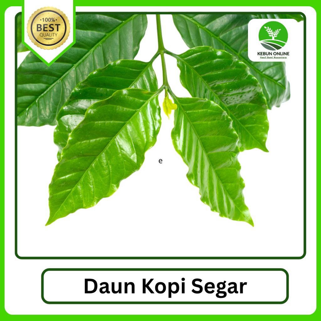 

10 Lembar Daun Kopi Segar Bisa COD