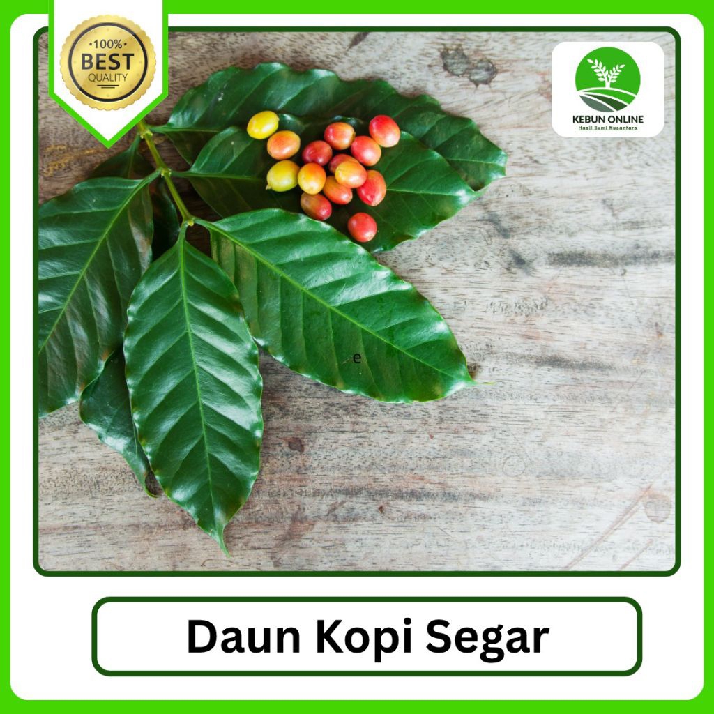 

100 Lembar Daun Kopi Segar COD