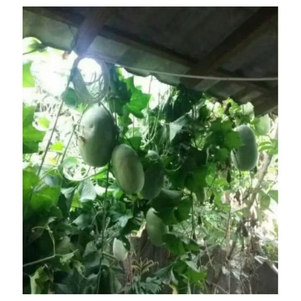 

buah bligo buah kundur beligo obat herbal 2 kg - 2,5 kg