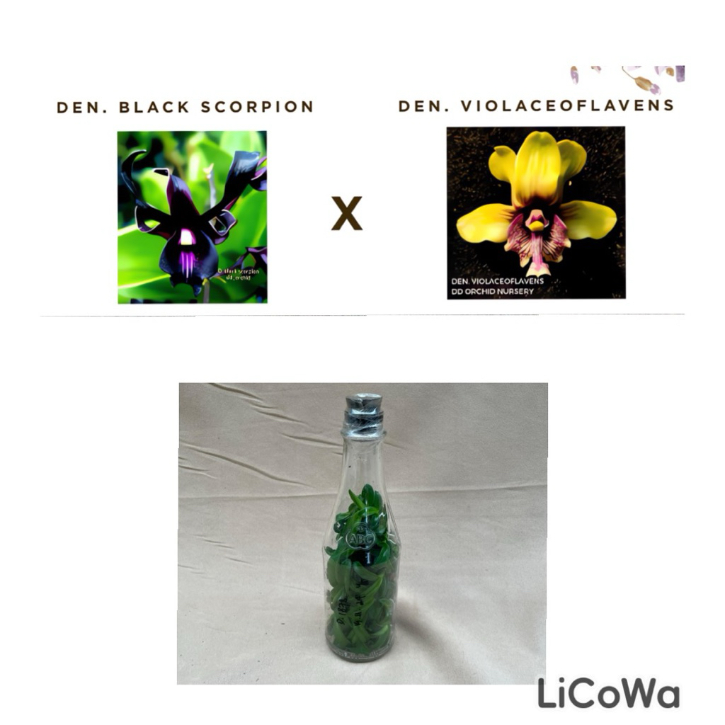 Botolan Anggrek Ekslusif dan Langka Black Scorpion X Besi DD Orchid Nursery