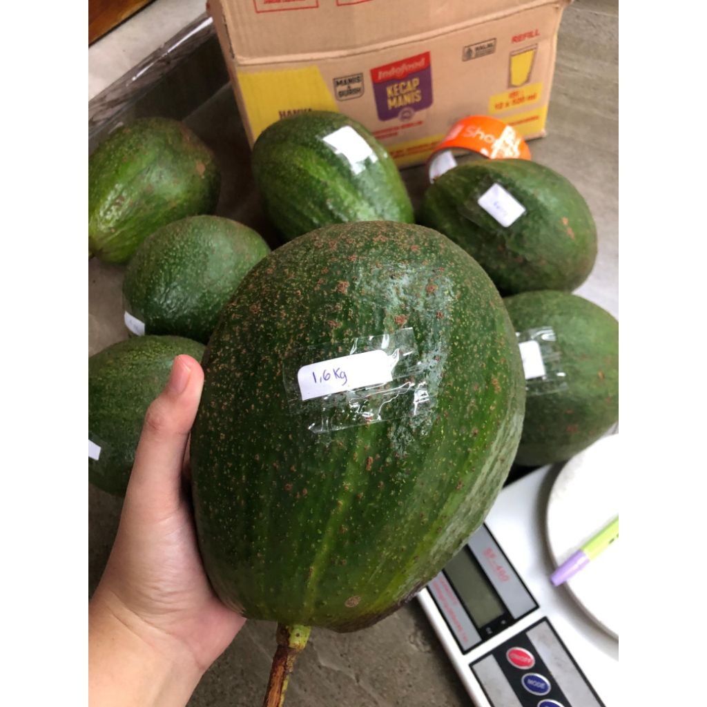 

Alpukat Kendil Alpukat Markus Alpukat Super Jumbo