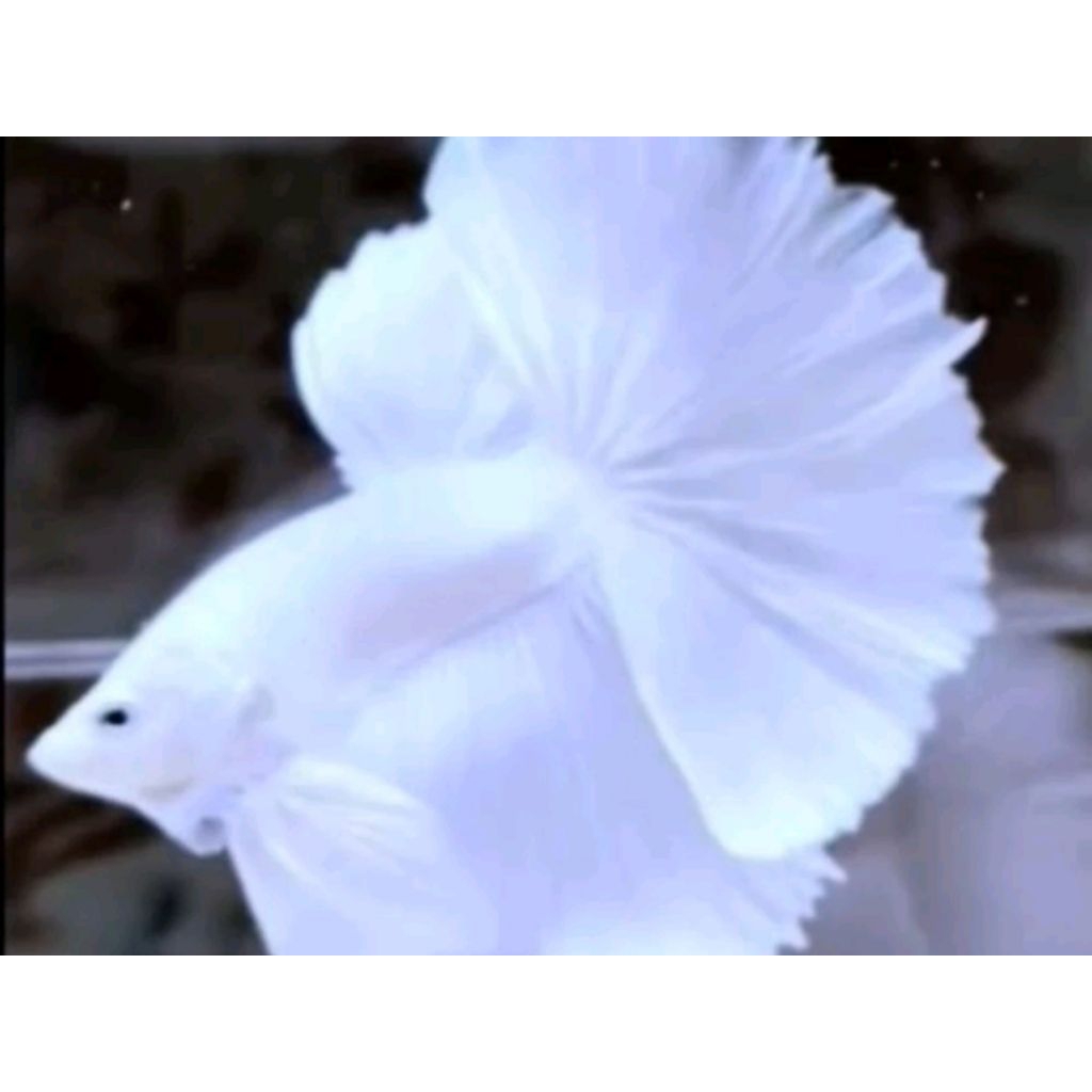 [COD] PROMO... CUPANG HALFMOON WHITE PLATINUM