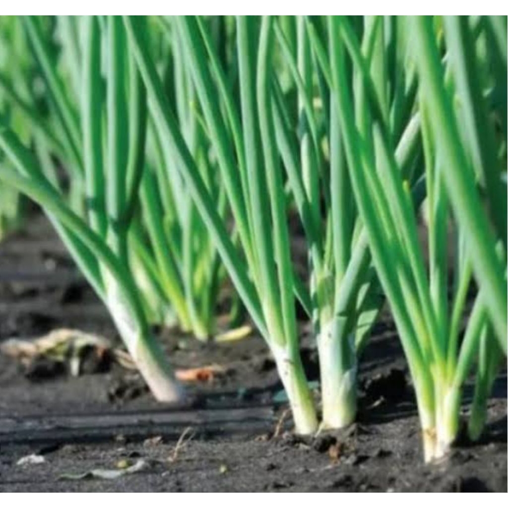 

Bibit bawang daun asli organik tinggi 20-30 cm siap tanam