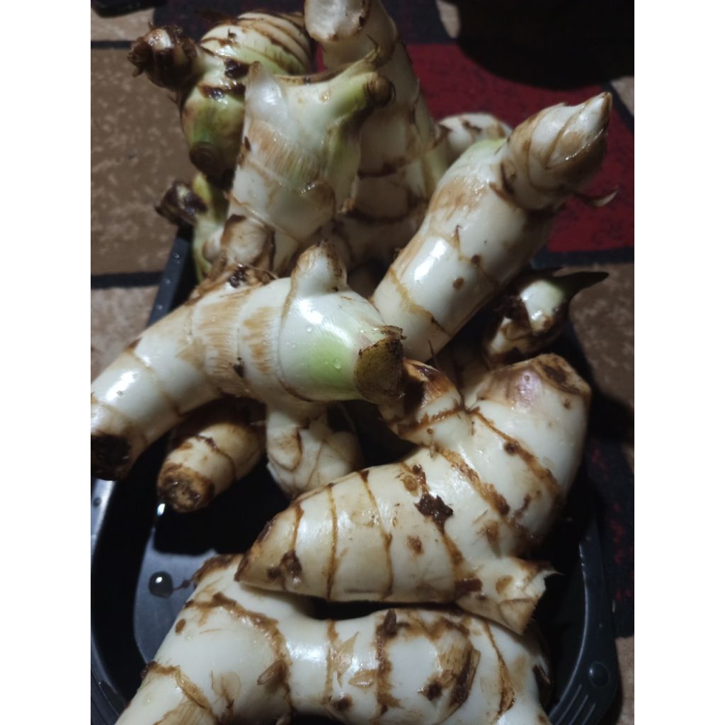 

UMBI GANYONG PUTING BERKUALITAS 1KG TERMURAH