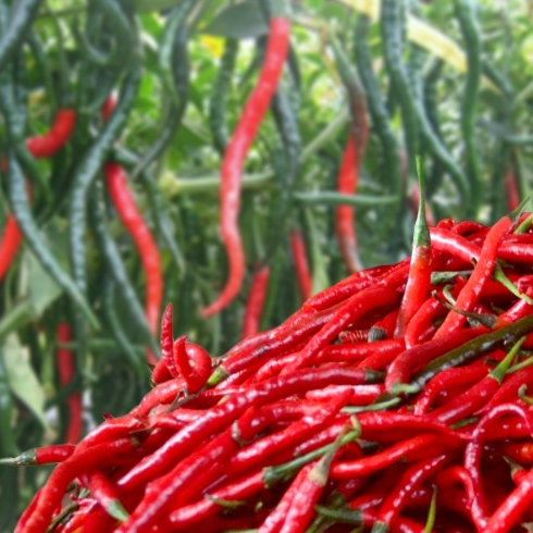 

Cabe Merah Besar Fresh CABAI MERAH BESAR CABE KRITING 500gr