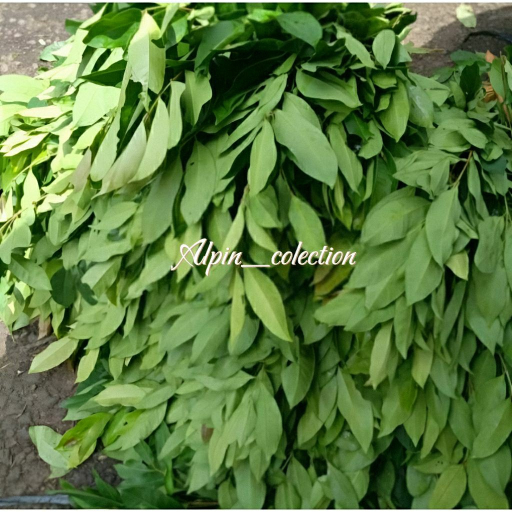 

Daun salam segar 1 kg