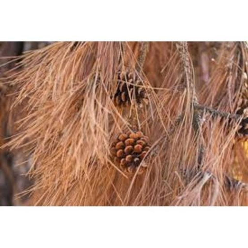 Daun pinus kering