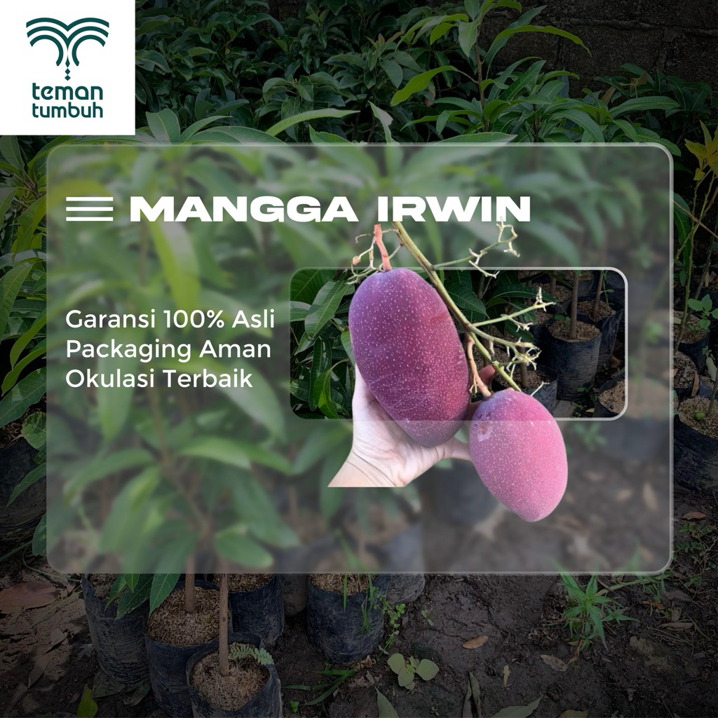 Bibit Buah Mangga Irwin