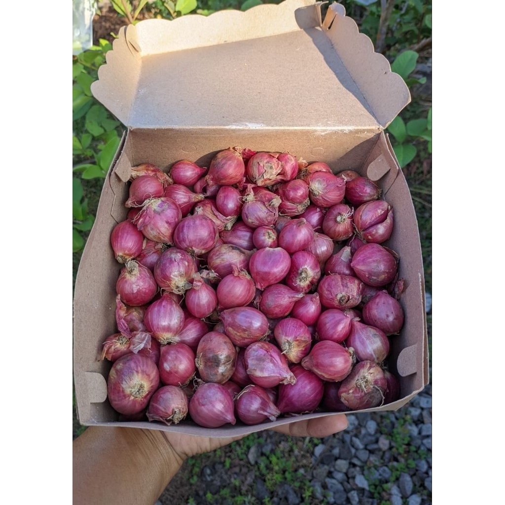 

BAWANG MERAH BIMA SUPER UKURAN SEDANG 1KG TERMURAH