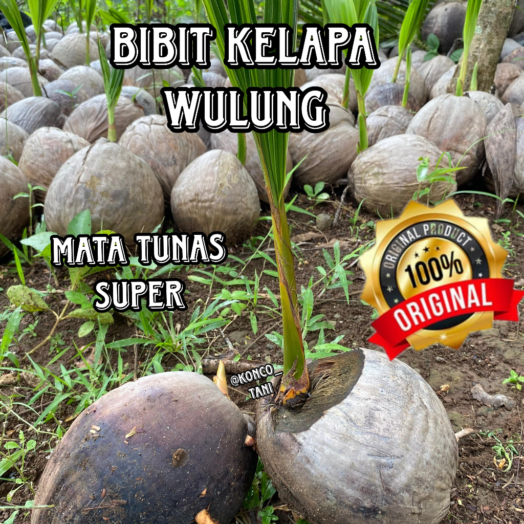 BIBIT KELAPA HIJAU WULUNG BESAR SUPER ASLI WULUNG