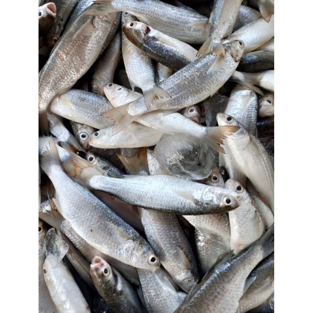 

Ikan belanak segar 1kg