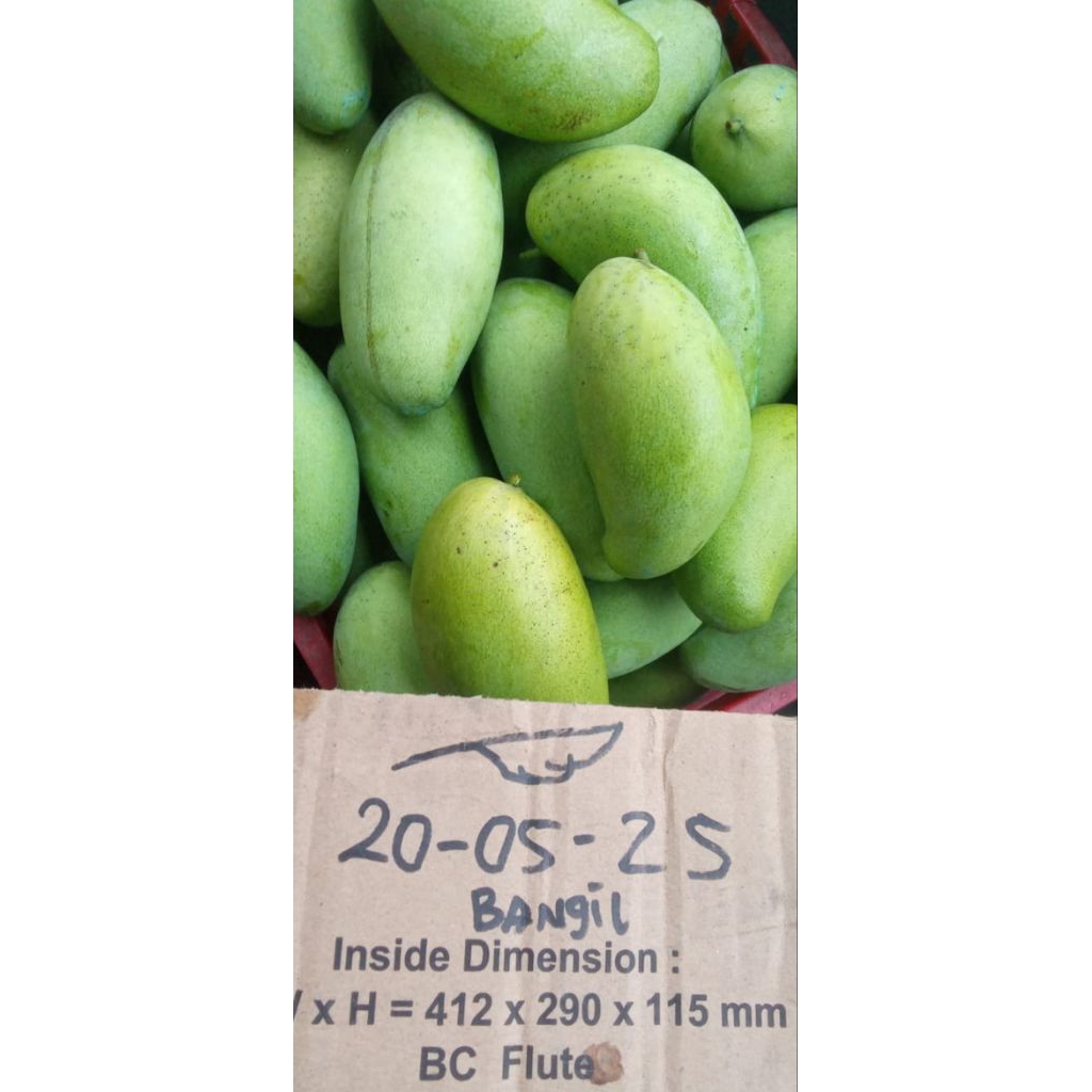 

mangga alpukat situbondo.tua2 maniiiis