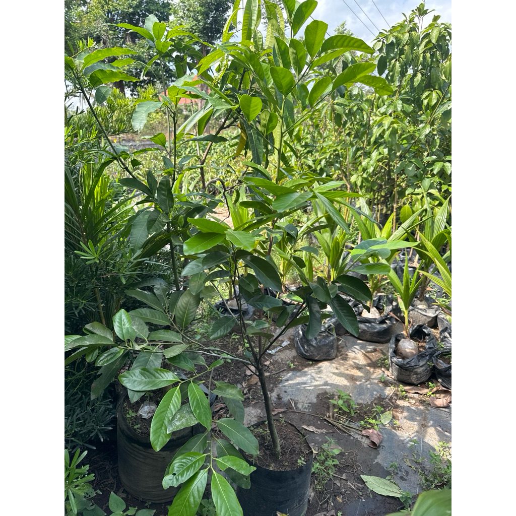 

BIBIT SAWO BLACK SAPOTE 1,5M