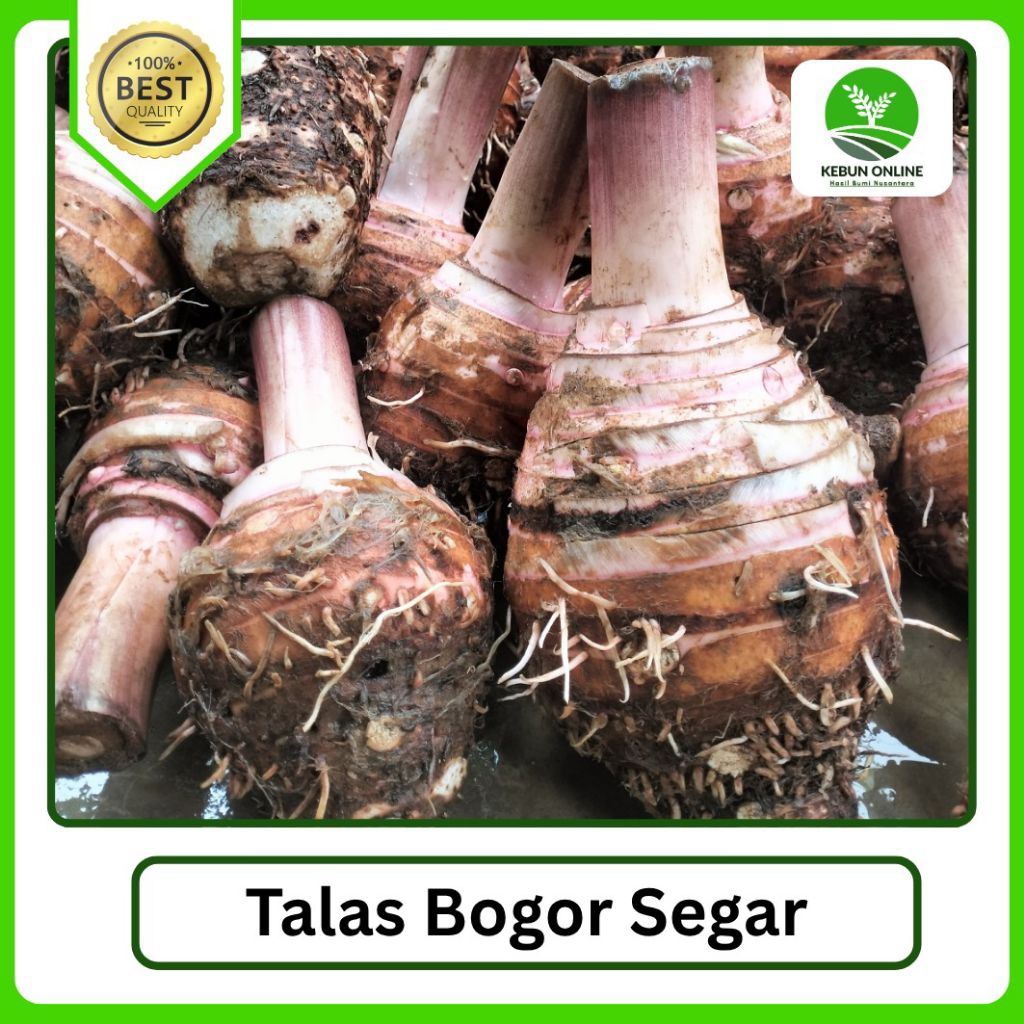 

Talas Bogor super 1kg COD