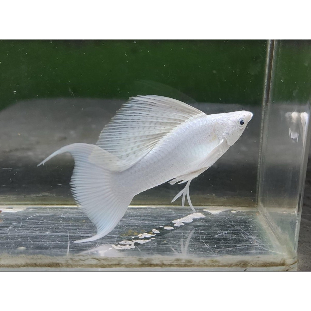 PAKET 10 EKOR MOLLY PLATINUM BLACK EYES / MOLI CAWANG LONG GARANSI 100%