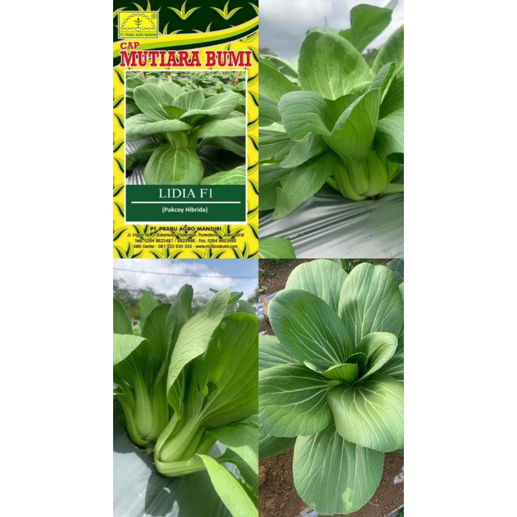 Pakcoy LIDIA F1 / BIBIT PAKCOY / BENIH PAKCOY 10gr
