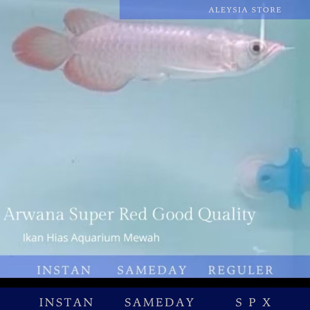 Arwana Super Red Good Quality Size 25-26Cm Hiasan Aquarium