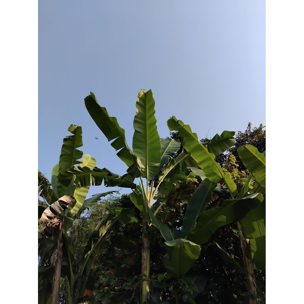 

daun pisang 1lembar, pisang batu / kelutuk