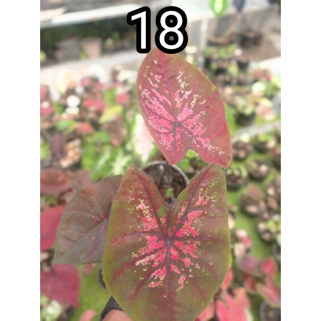 Tanaman Caladium Hybrid Ekonomis