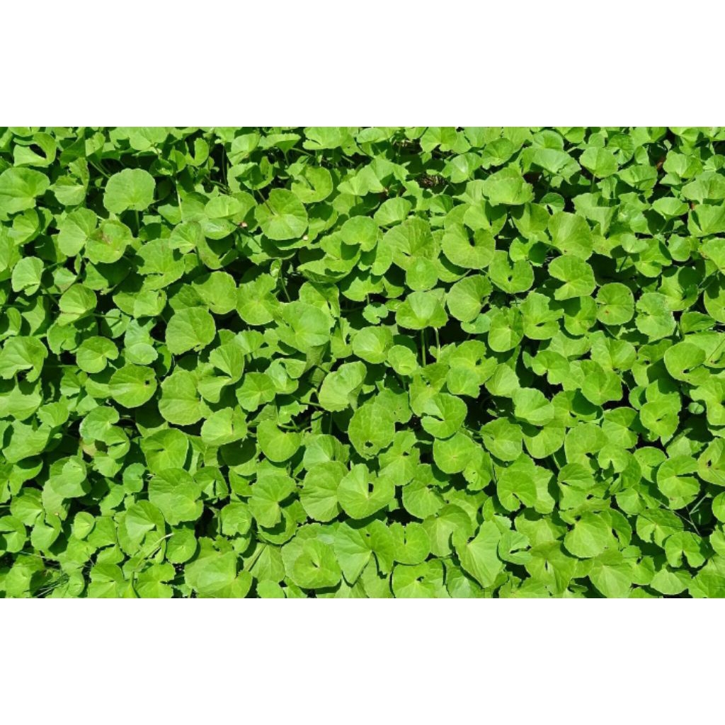 

daun pegagan segar 250gr