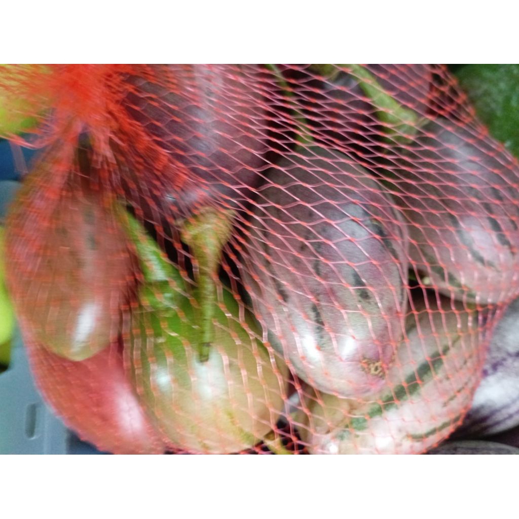 

BUAH TERONG BELANDA / TERUNG BELANDA