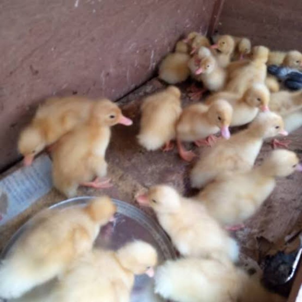 

dod bebek peking super jumbo