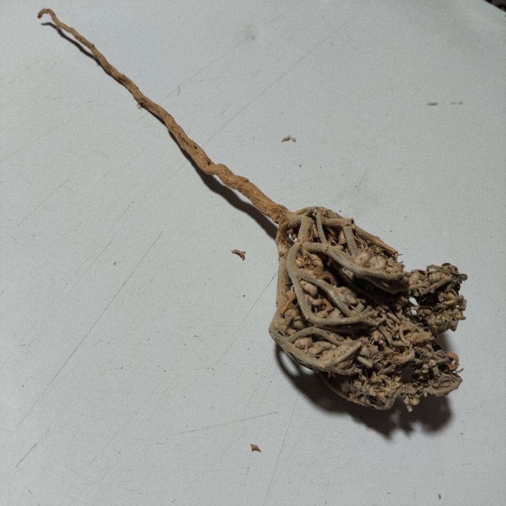 

Rumput Fatimah Akar Fatimah Asli Mekkah