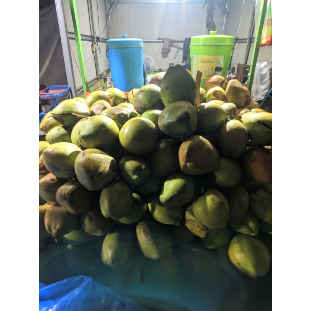 

kelapa hijau fresh