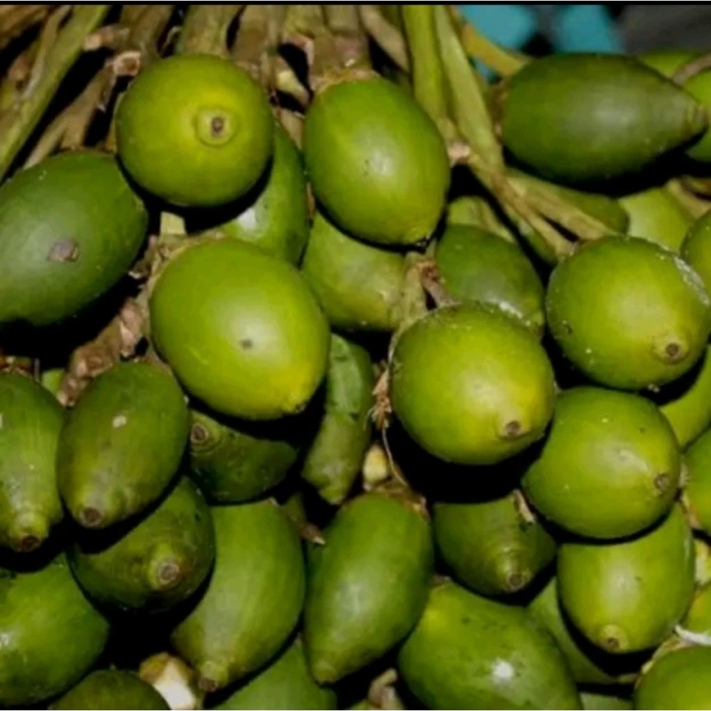 

PROMO pinang muda 1 kg isi +35 biji kualitas premium