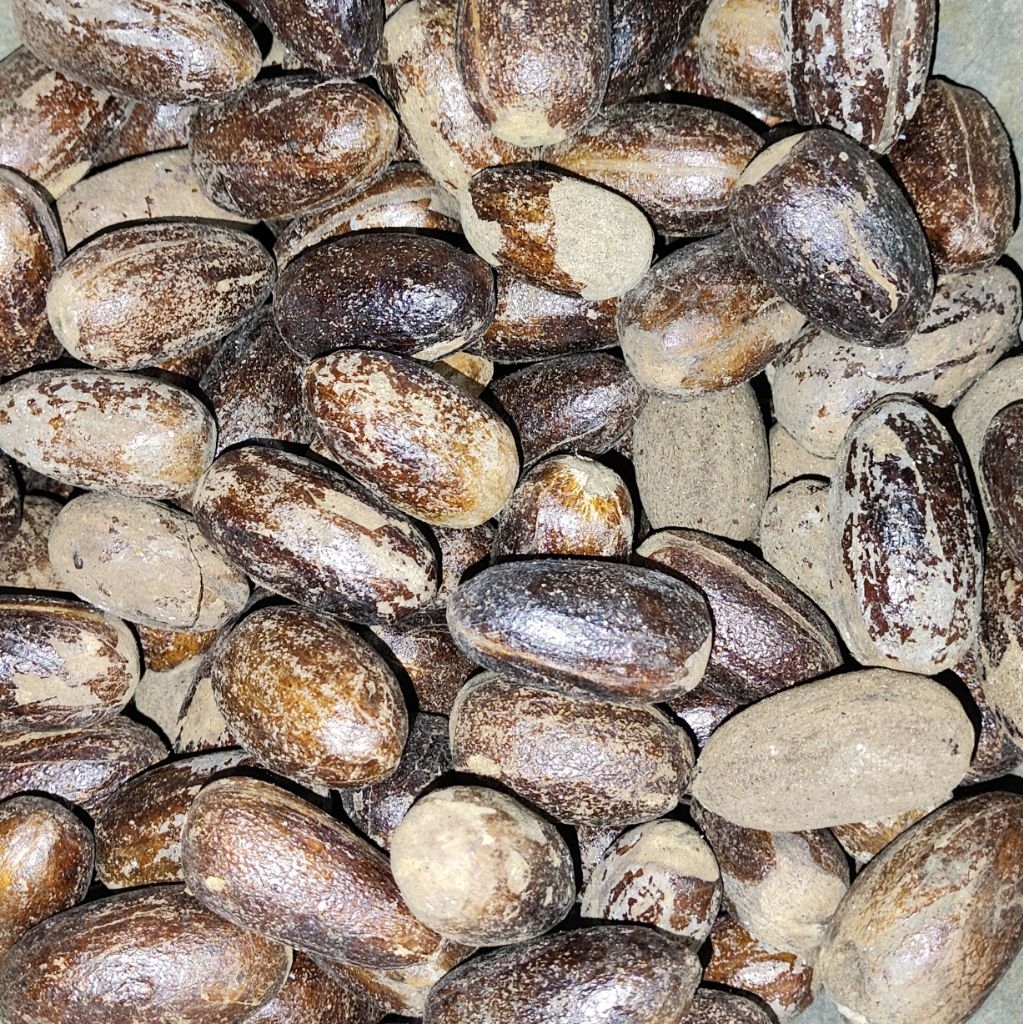 

Biji Pala Utuh Kering.