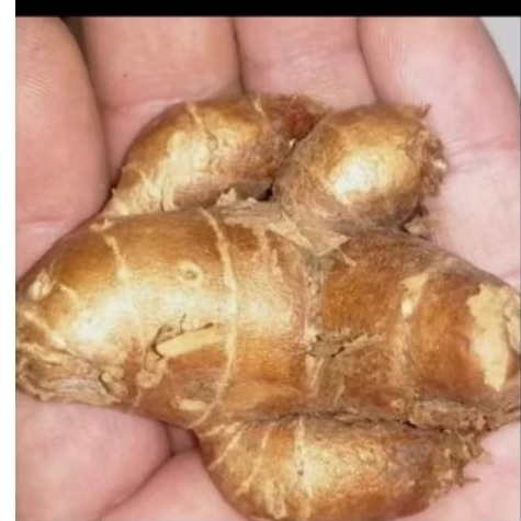 

kencur 500gram