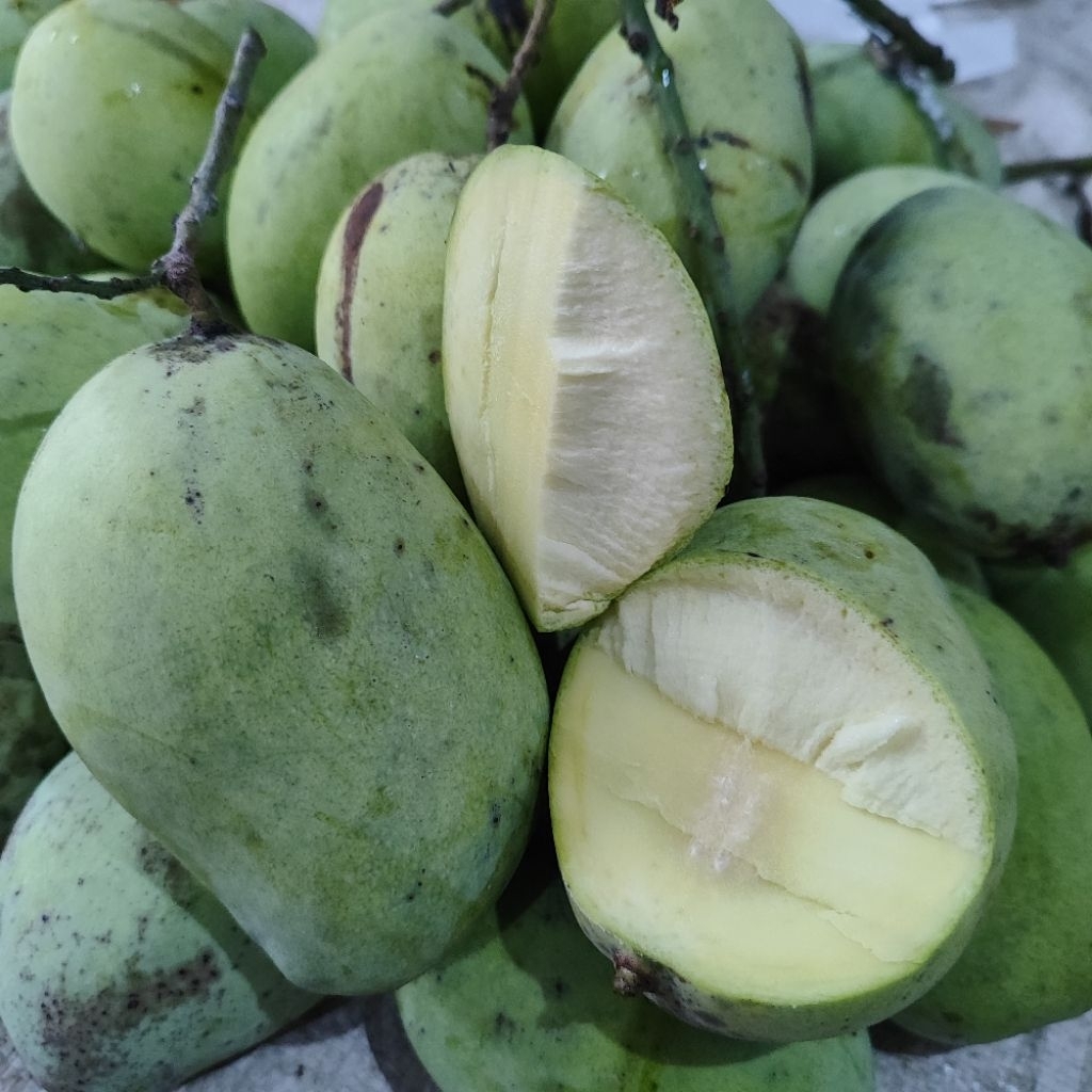 

DIJAMIN 100% mangga muda indramayu SUPER kriuk 1kg FRESH BARU PETIK berat 1kg langsung panen dari pohon mangga kriuk buat rujak 1 kg 1000gr 1000 gram untuk rujak Cengkir