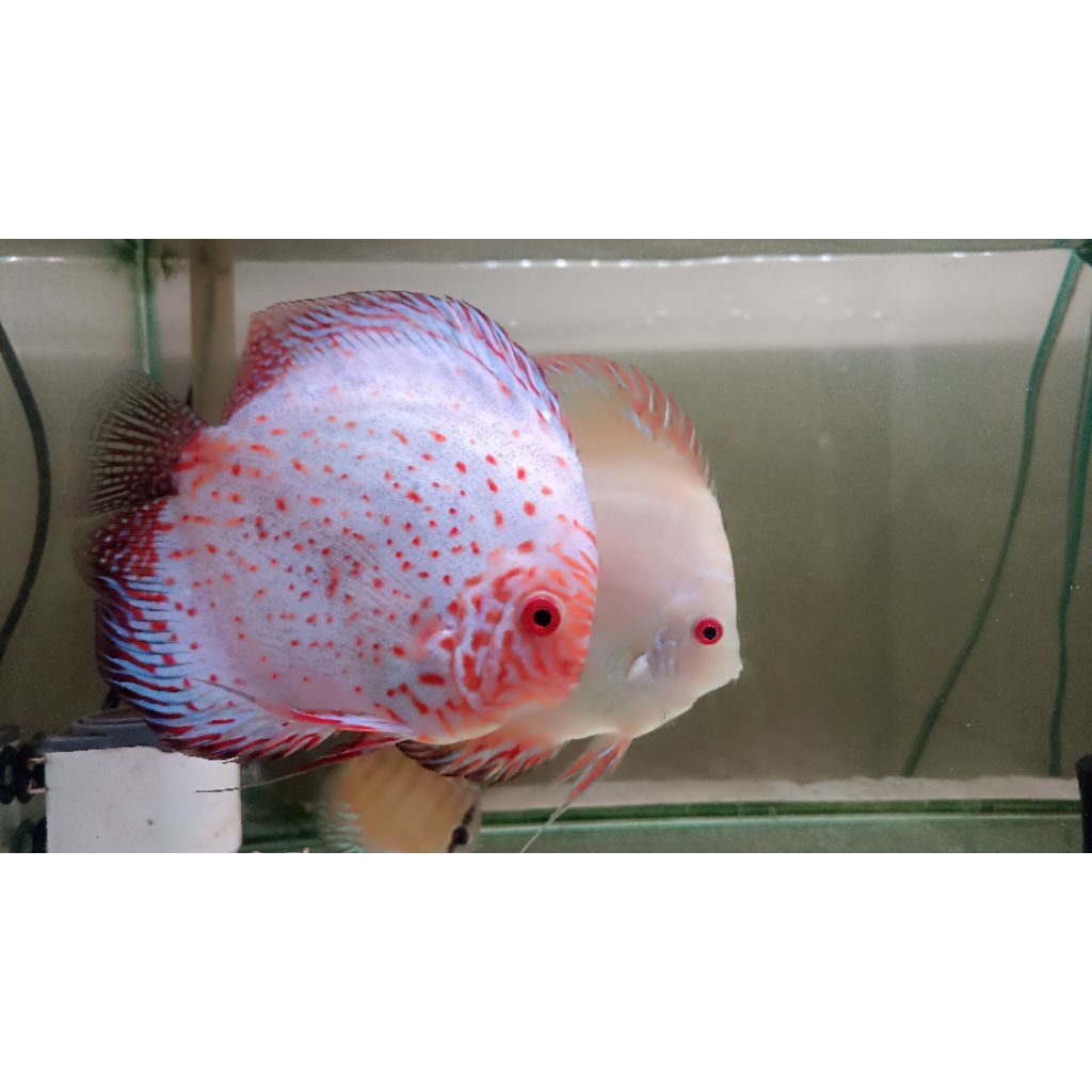 Discus White Pigeon 5" Inch