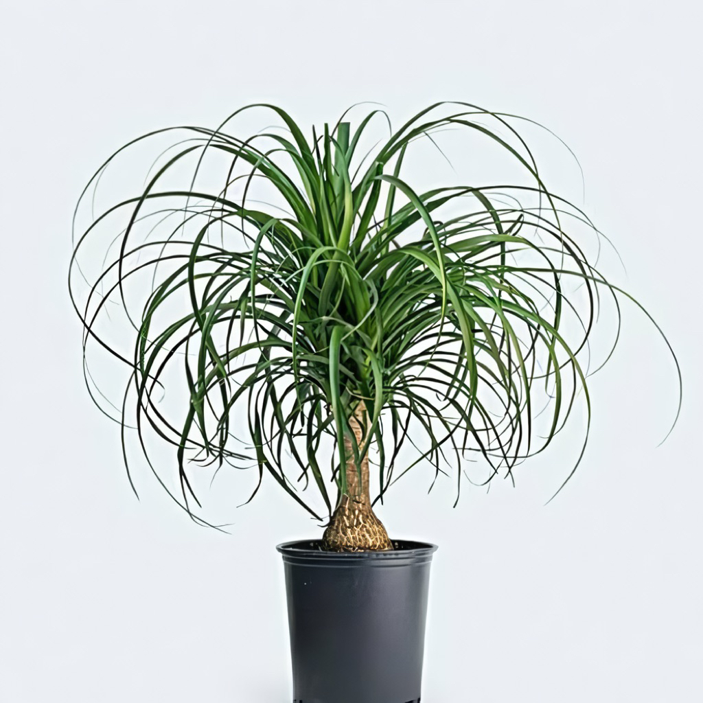 Bibit Tanaman Nolina Palem / Ponytail Palm / Palem Kuncir Kuda Uk Sedang