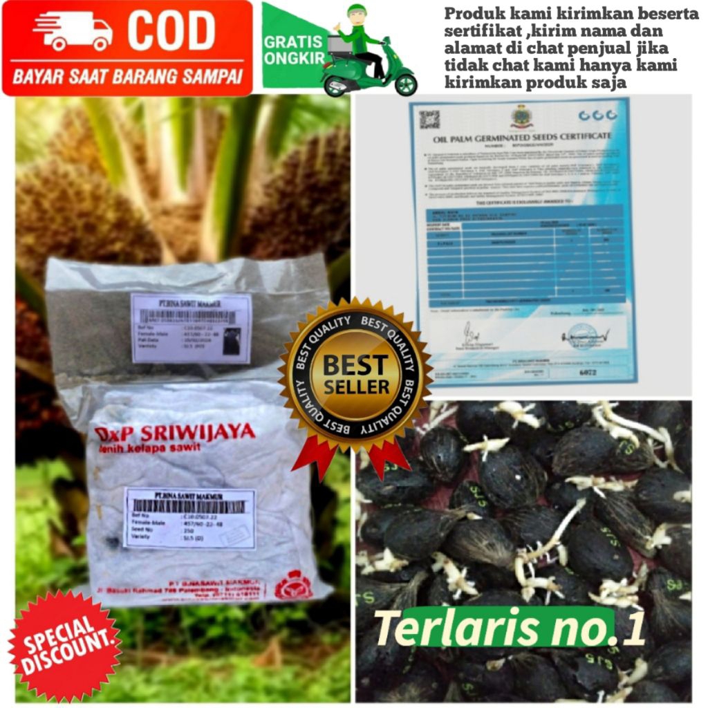 kecambah sawit dxp sriwijaya 5 isi 250 butir ber sertifikat (pelepah pendek)