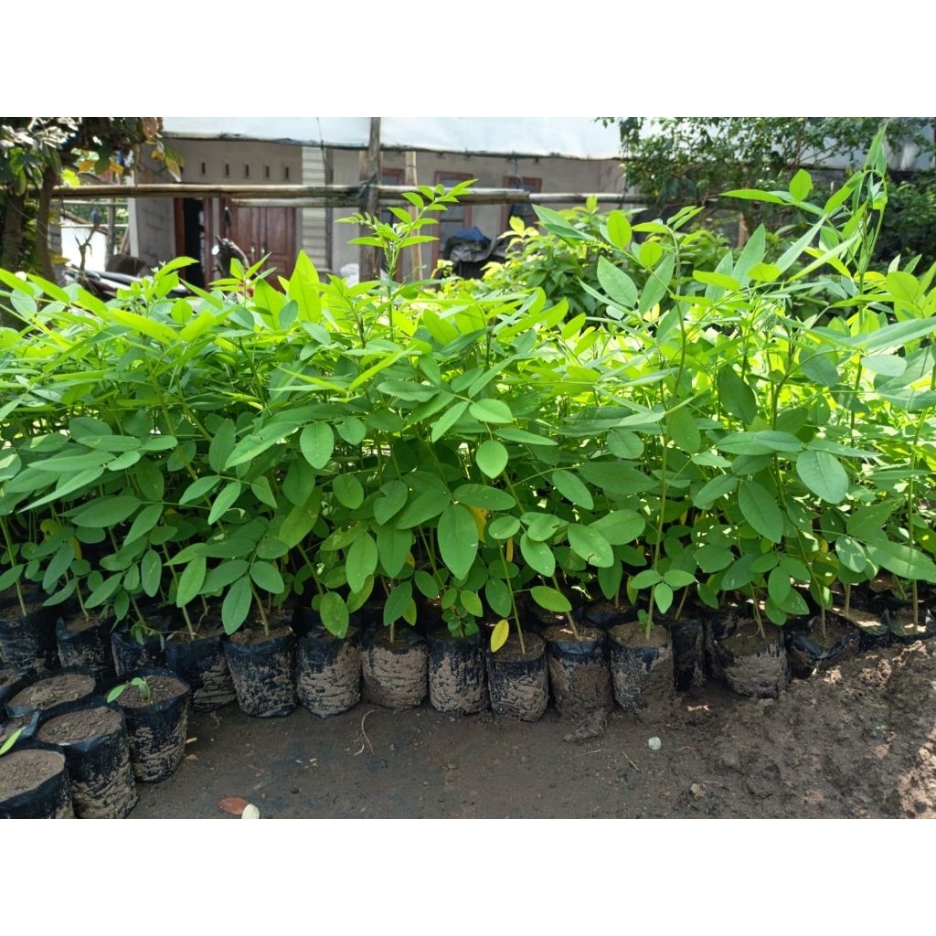 Bibit Indigofera (Pakan ternak)