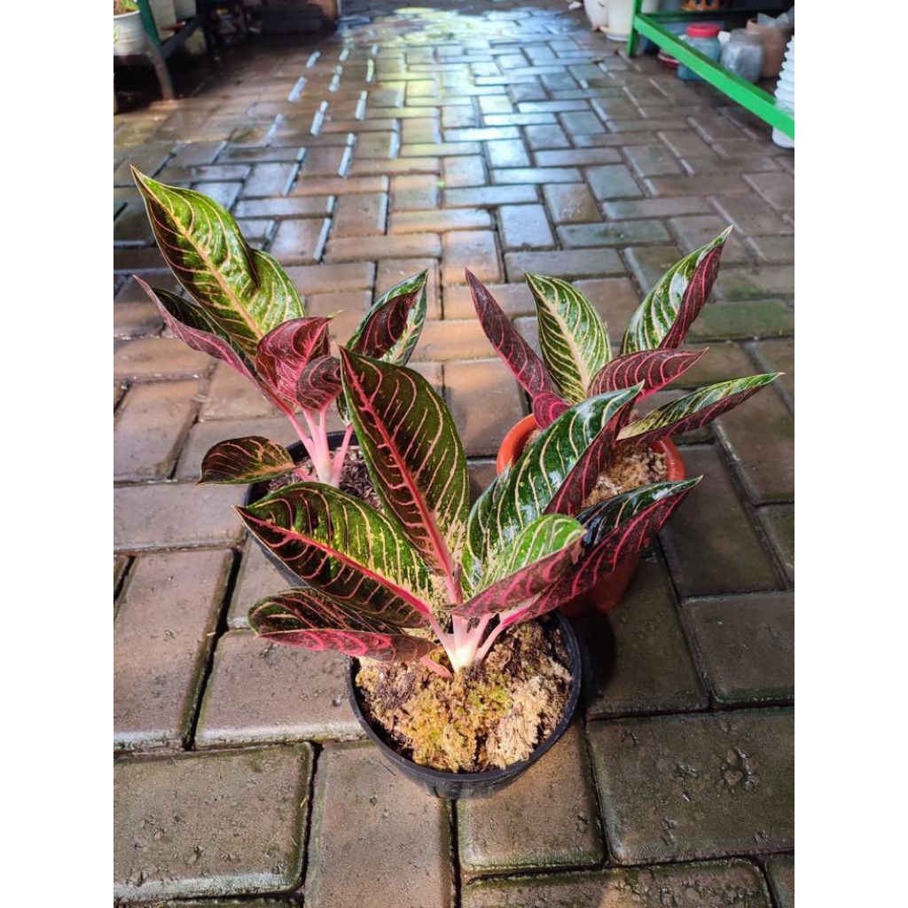Cod Tanaman Hias Aglonema Red Sumatra/bibit red Sumatra
