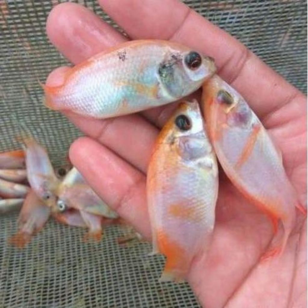 bibit ikan nila merah bangkok