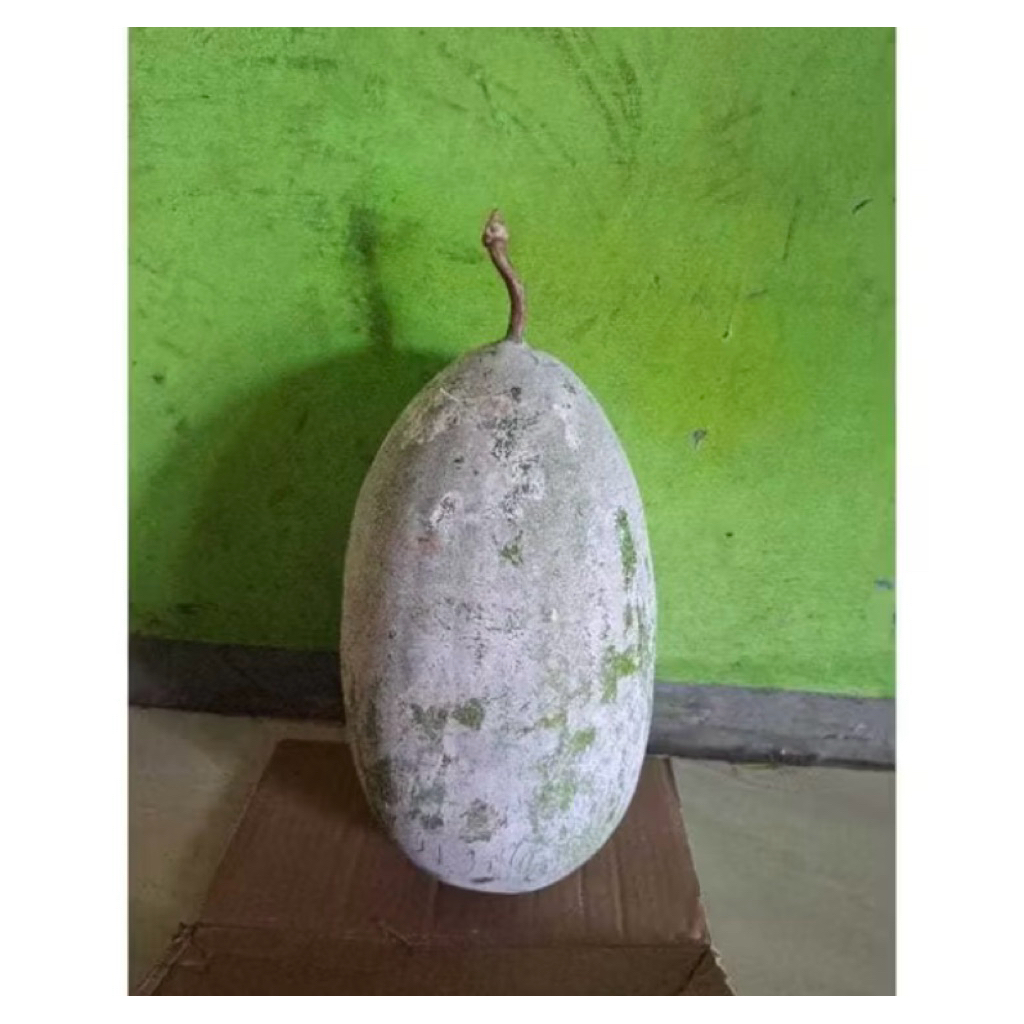 

Buah Bligo / Kundur untuk Ginjal per buah 2 kg - 2,5 kg