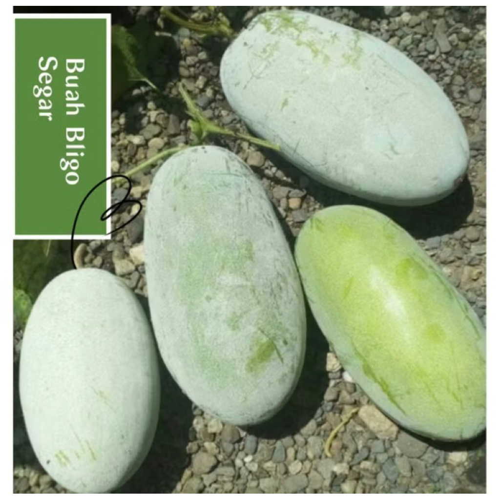 

promo buah bligo atau buah kundur atau winter melon 2 - 2,6 kg (bergaransi)