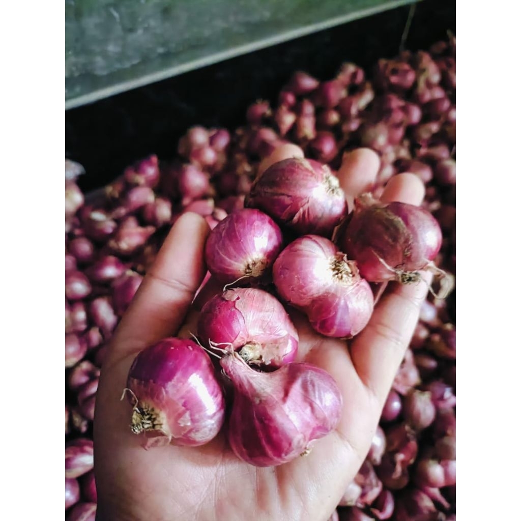 

BAWANG MERAH SEGAR DAN BAGUS LANGSUNG DARI PETANI