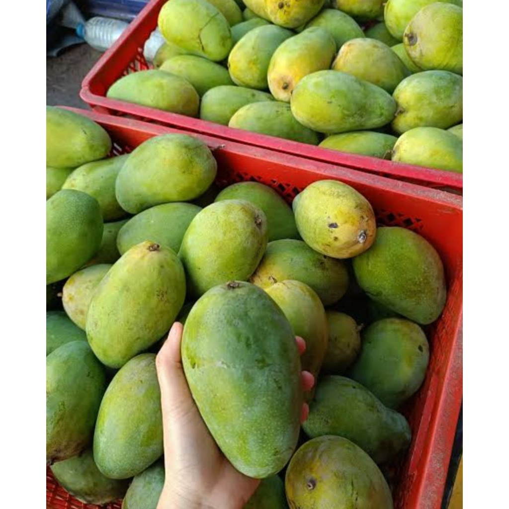 

buah mangga harum manis great B bppn
